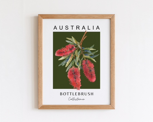 Australian Bottle Brush (Callistemon) Print